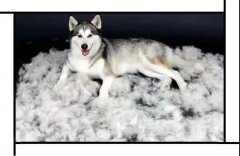 毛質(zhì)差、過度脫毛？華興重磅推出犬美毛處方糧
